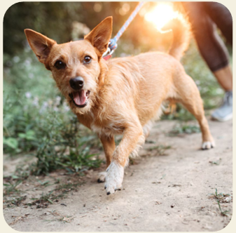 dog2