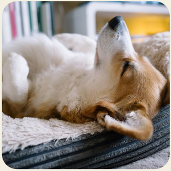 dog4